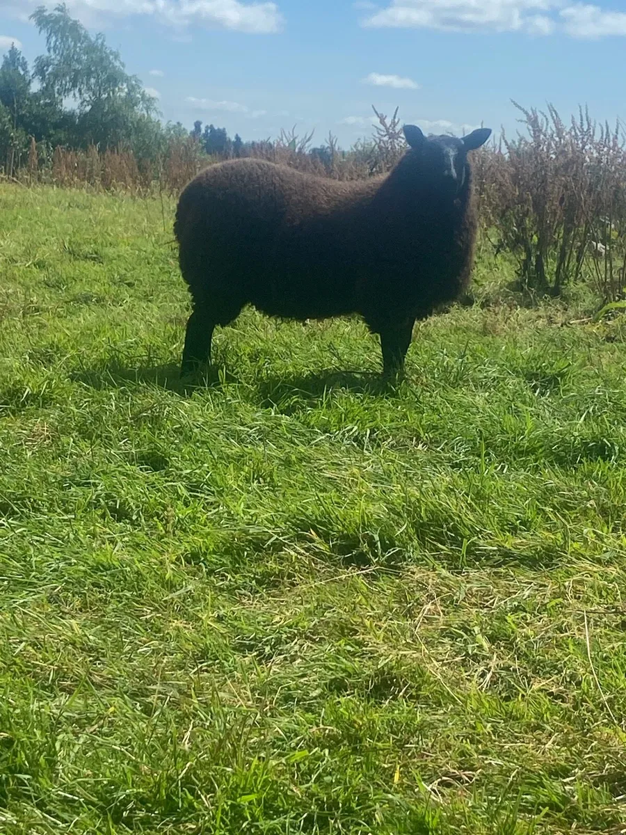 Ewe lamb - Image 2