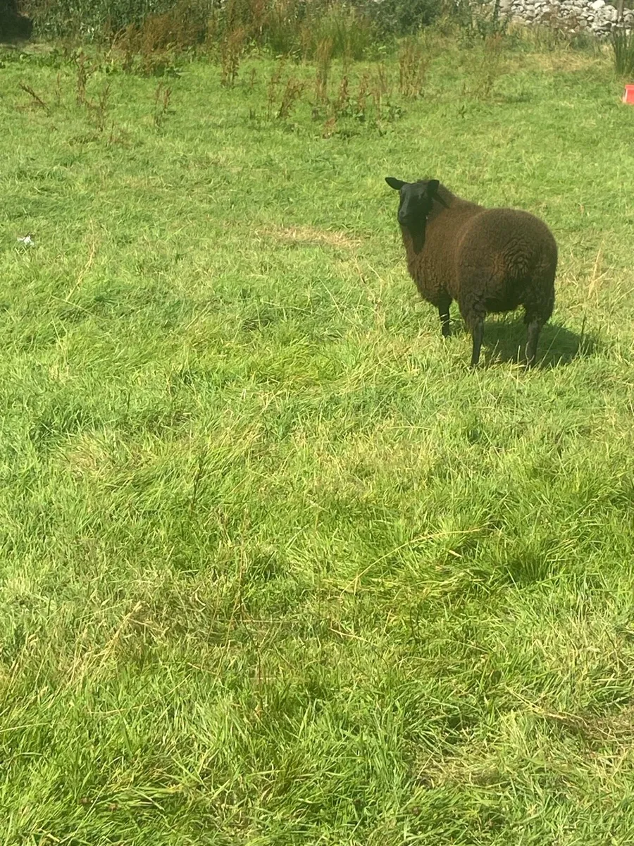 Ewe lamb - Image 3