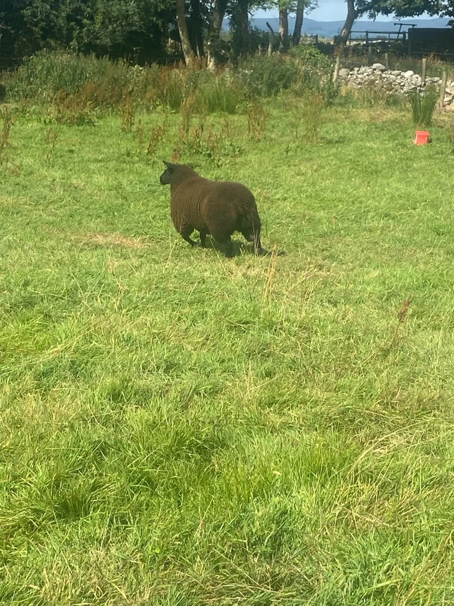 Ewe lamb - Image 4