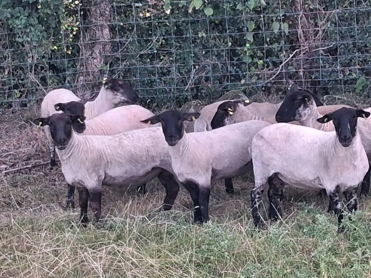 24 STRONG HOGGET EWES FOR SALE - Image 1