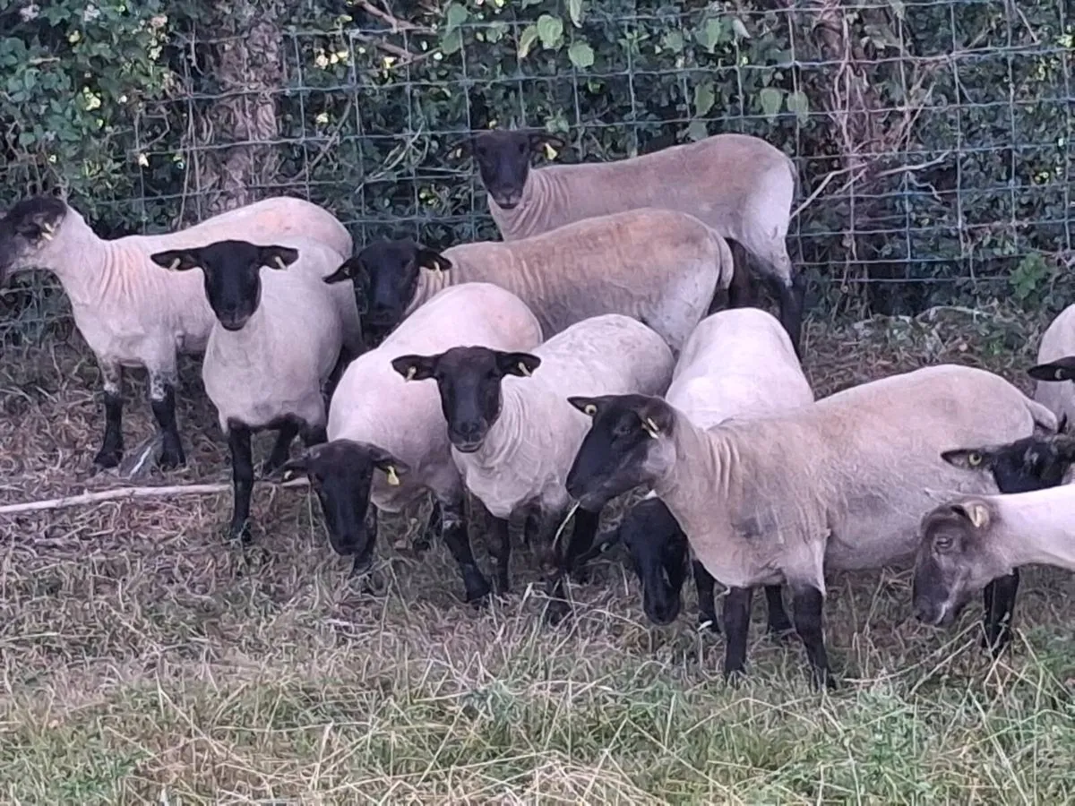 24 STRONG HOGGET EWES FOR SALE - Image 3