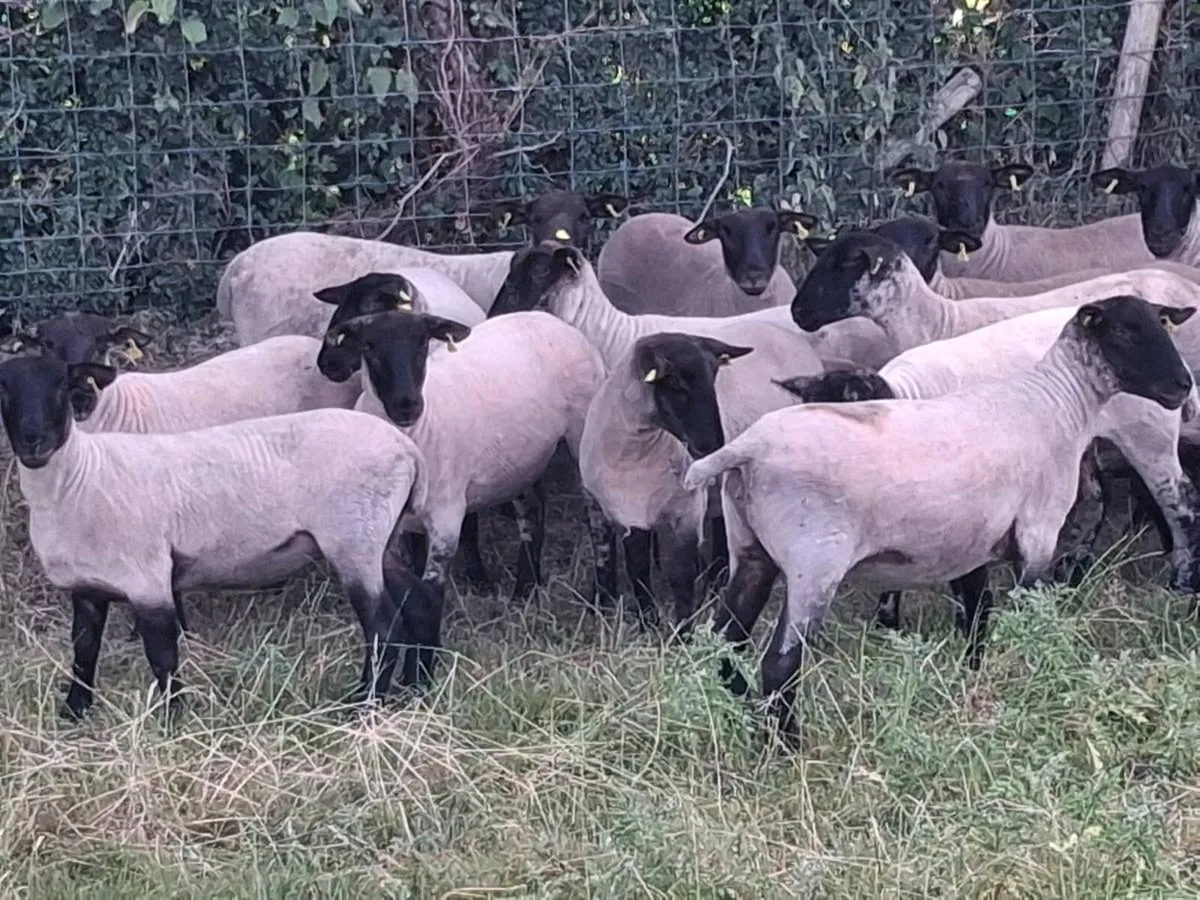 24 STRONG HOGGET EWES FOR SALE - Image 4
