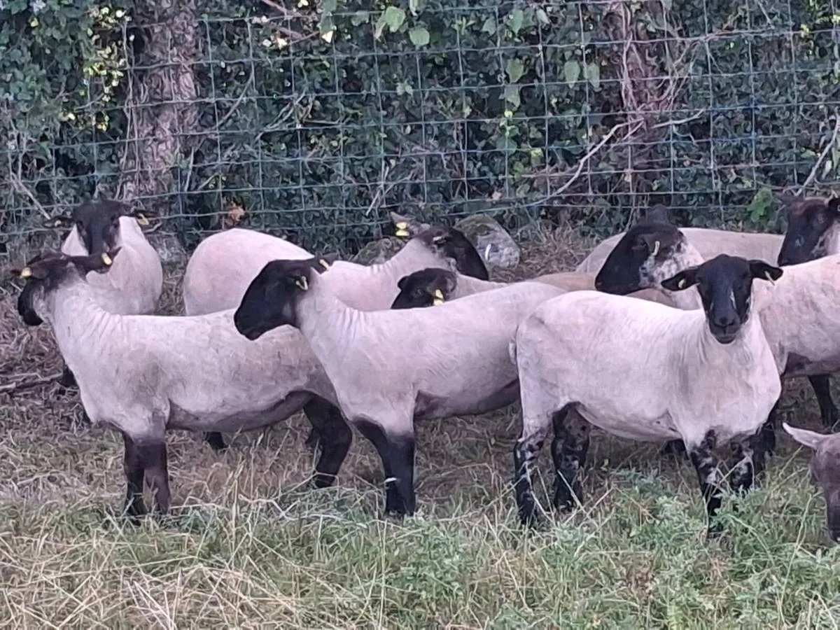 24 STRONG HOGGET EWES FOR SALE - Image 2