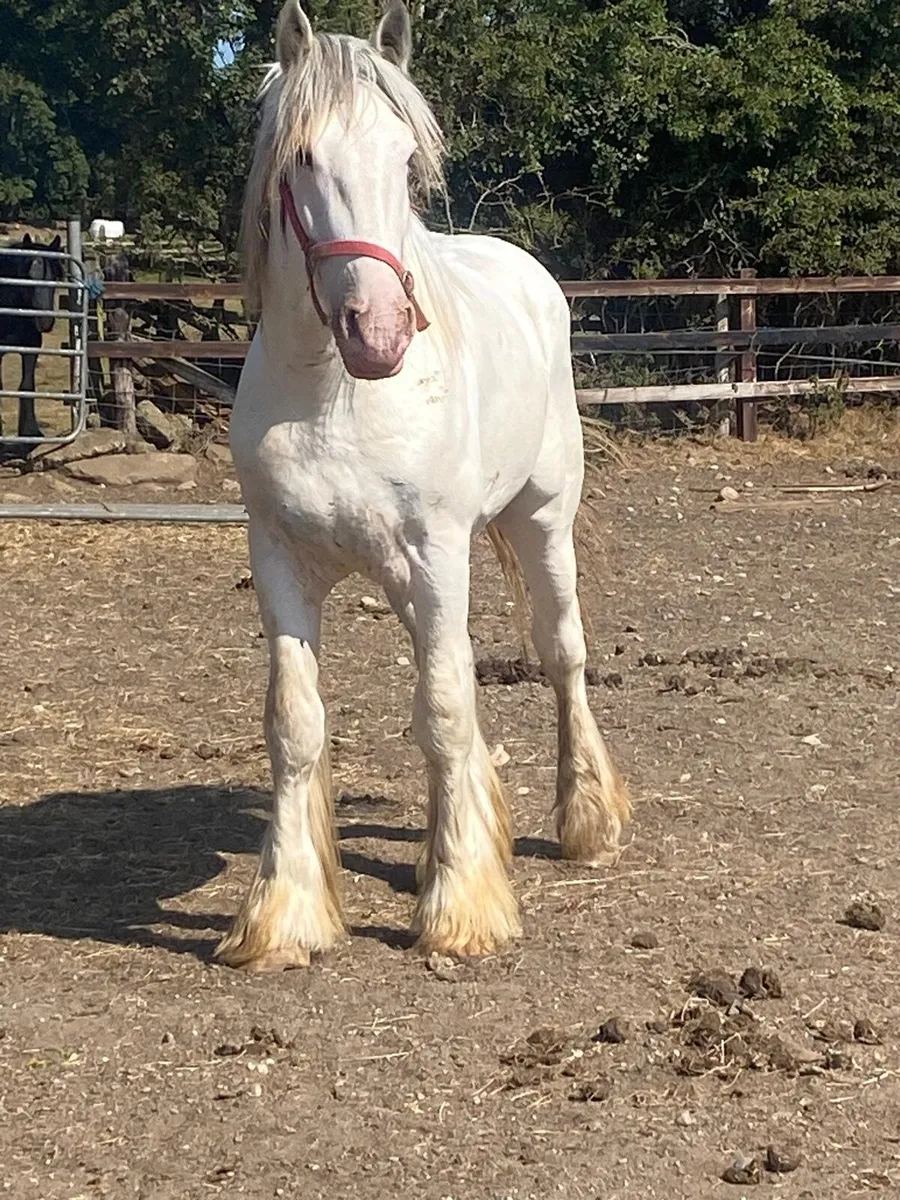 2year old full colt. - Image 1