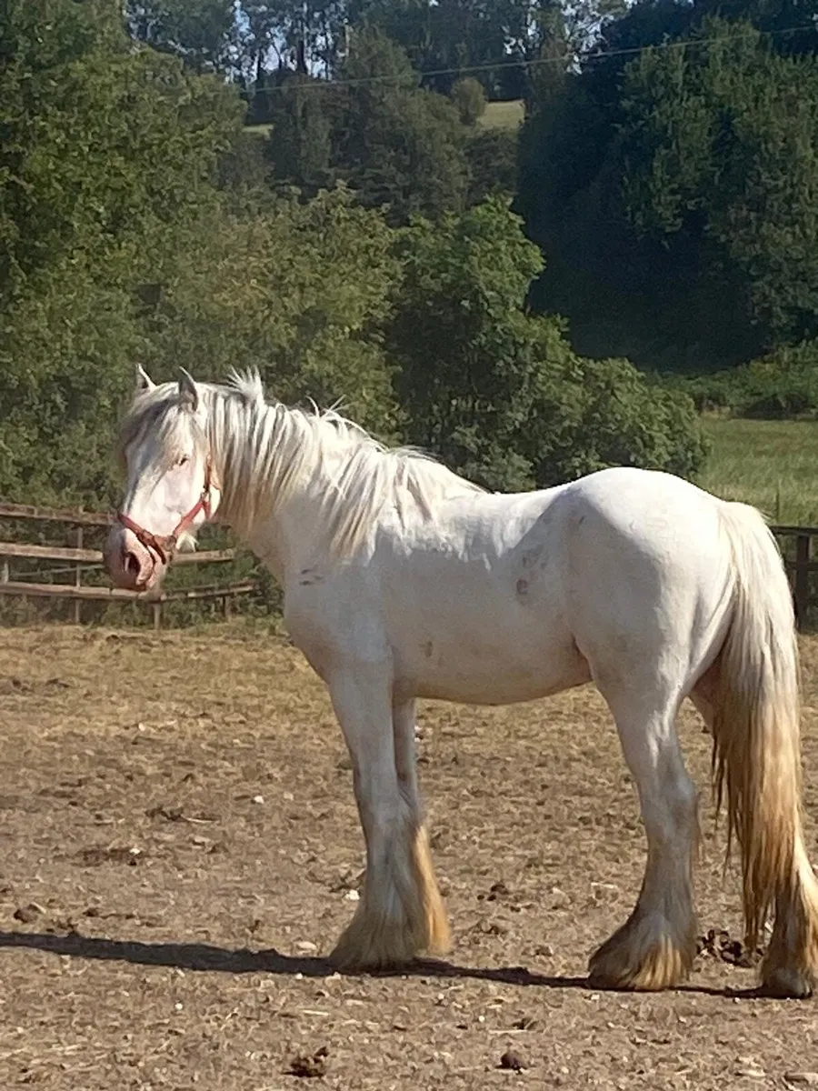 2year old full colt. - Image 2