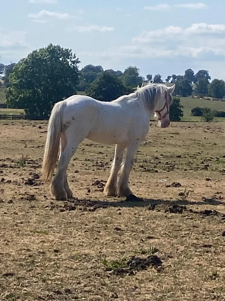 2year old full colt. - Image 3