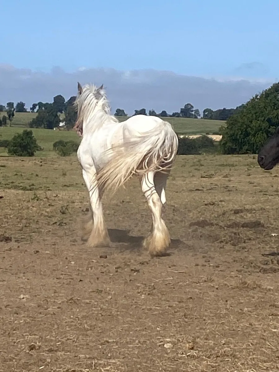 2year old full colt. - Image 4