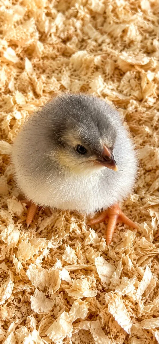 Egg incubator - Image 3