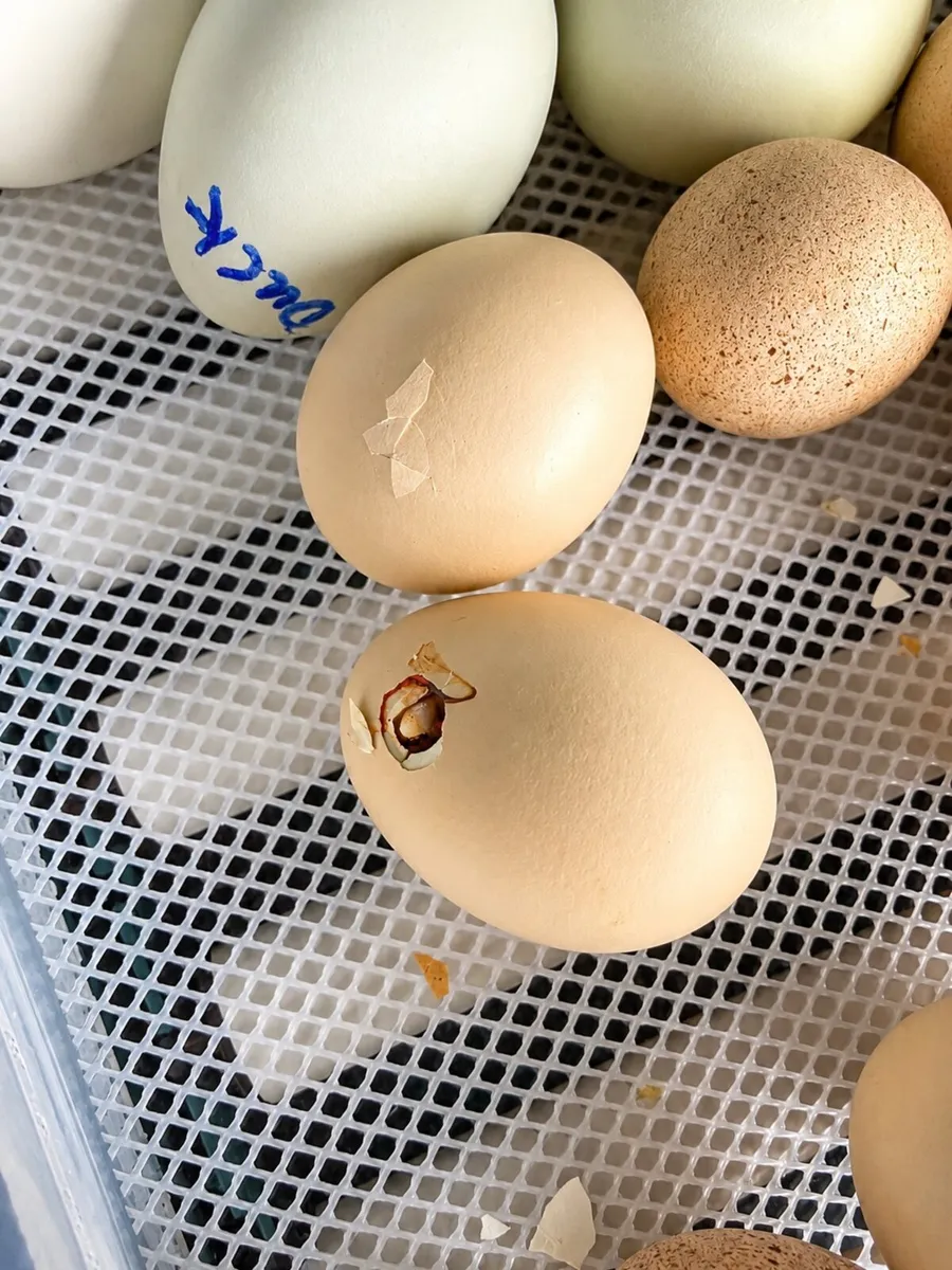 Egg incubator - Image 4