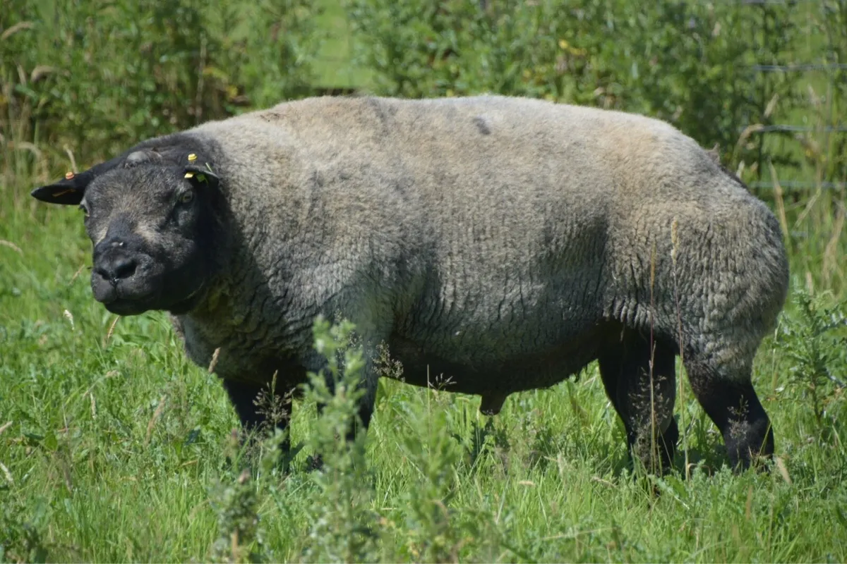 Blue Texel Ram - Image 1