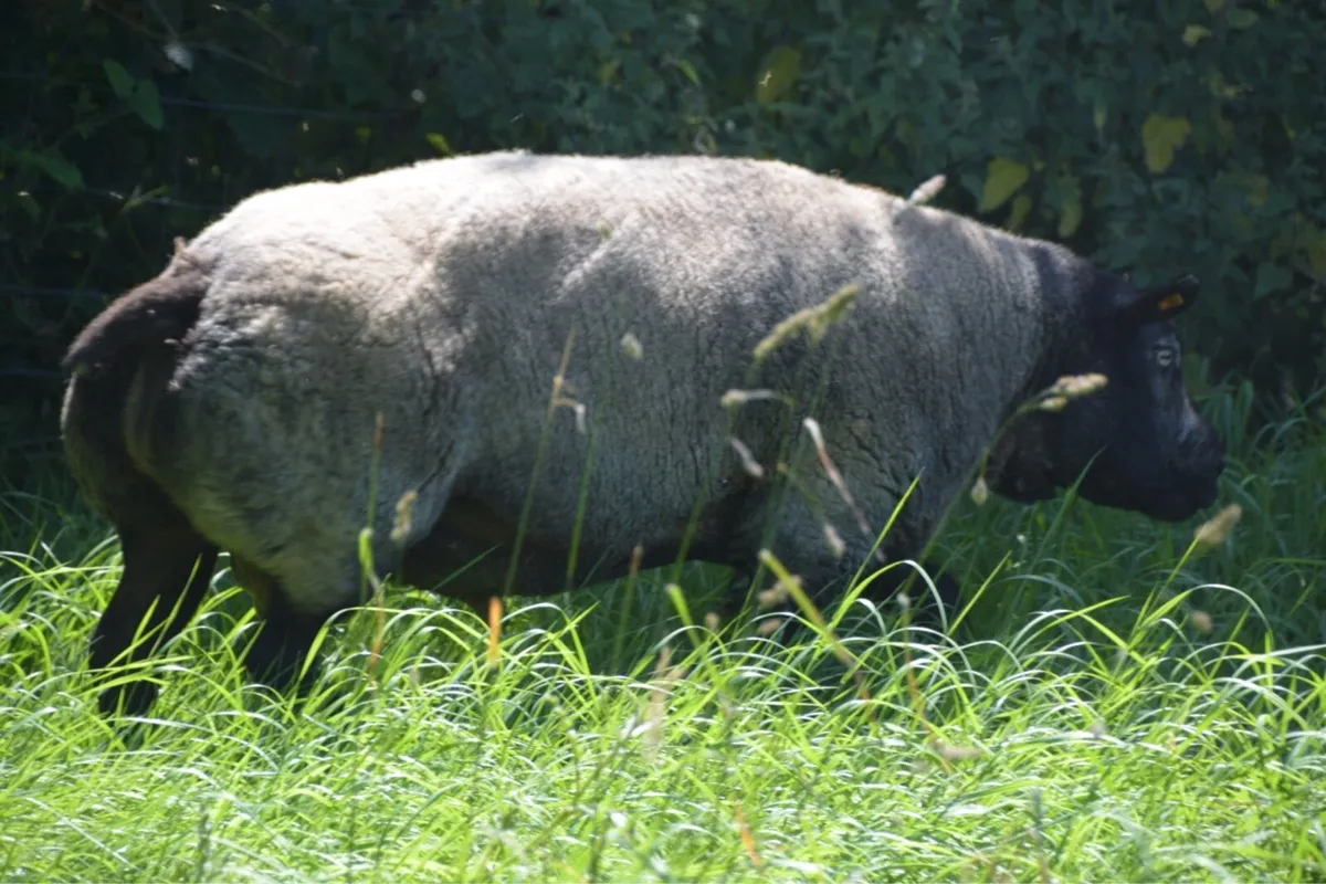 Blue Texel Ram - Image 2