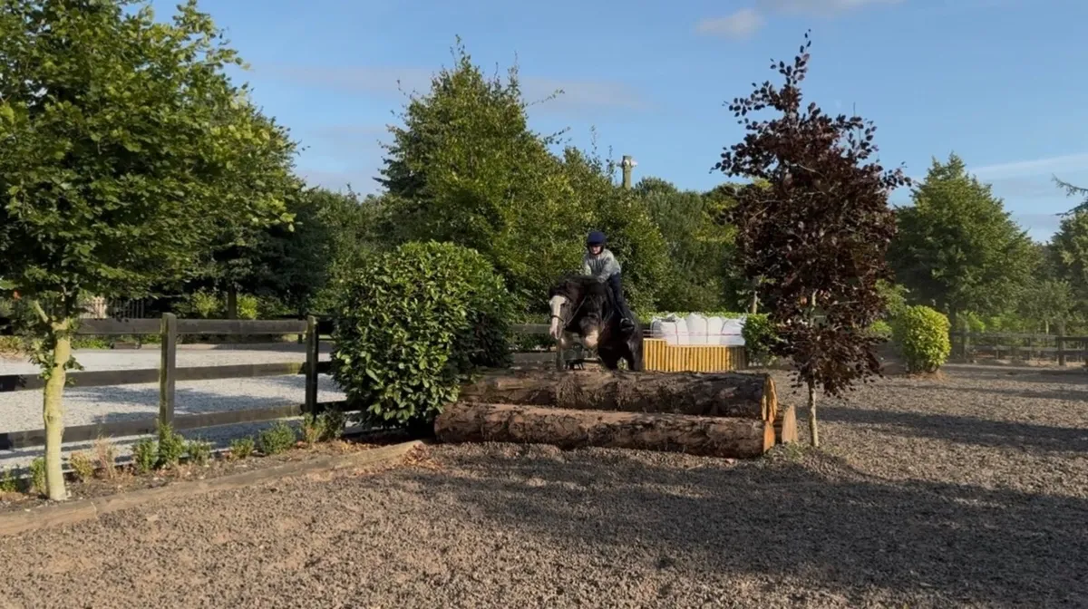 Pony - Image 3