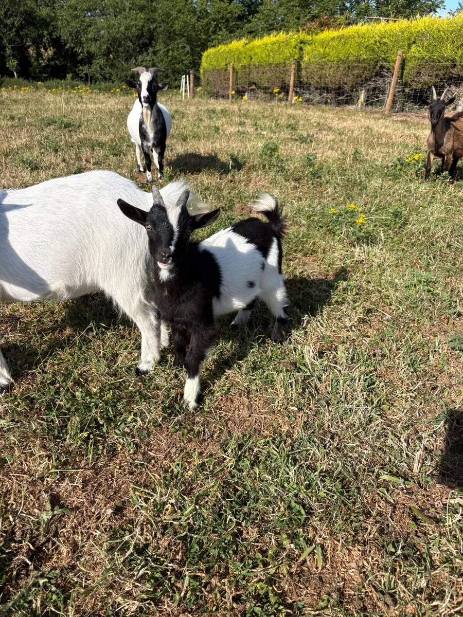 Pygmy goat kids - Image 1