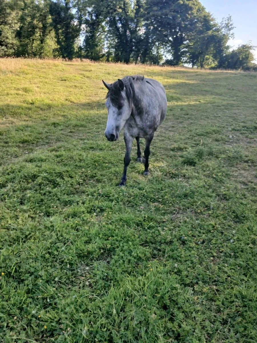 Connemara 4yr filly - Image 1