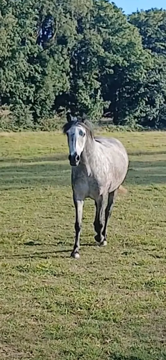 Connemara 4yr filly - Image 2