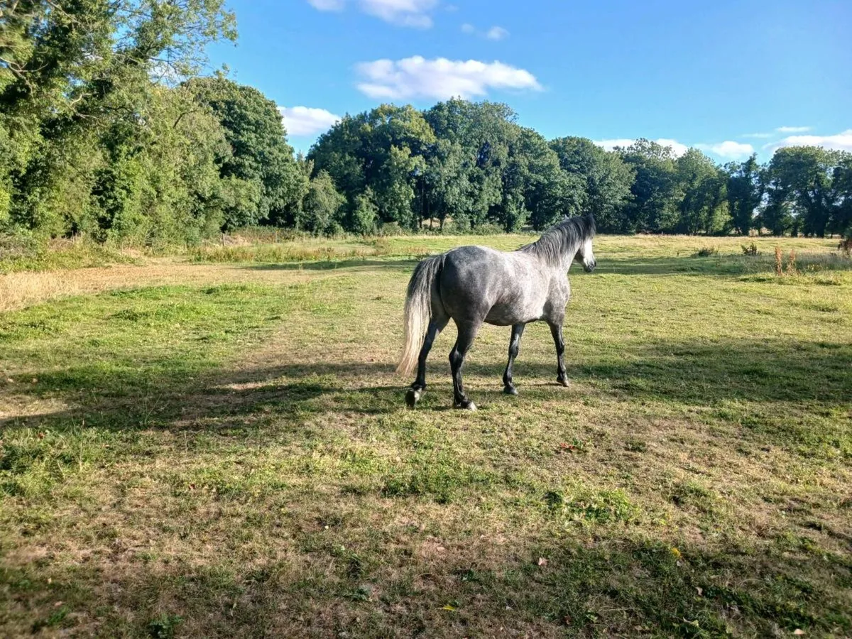 Connemara 4yr filly - Image 3