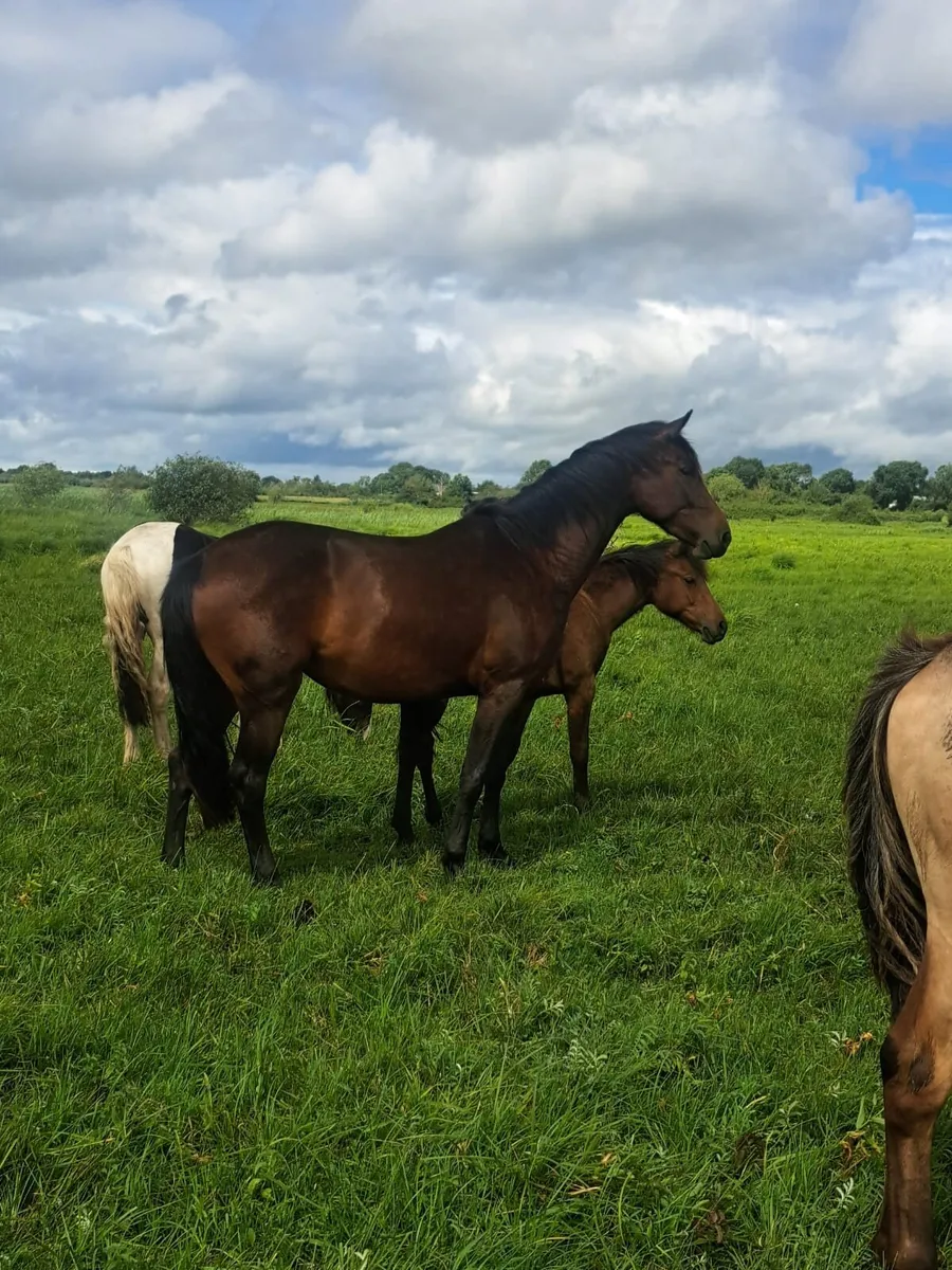 3 Year old ISH filly - Image 2