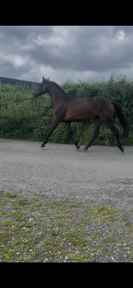 3 Year old ISH filly - Image 3