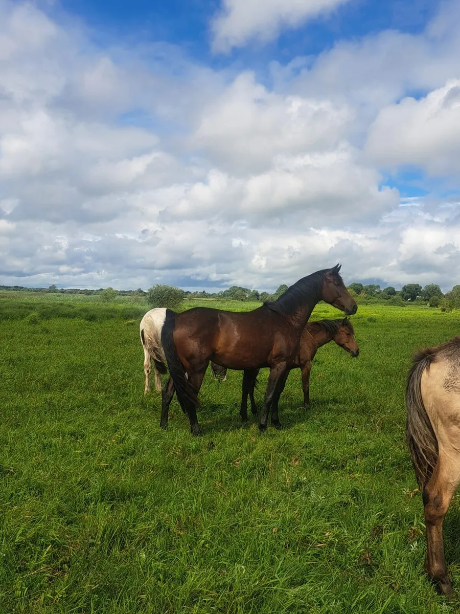 3 Year old ISH filly - Image 1