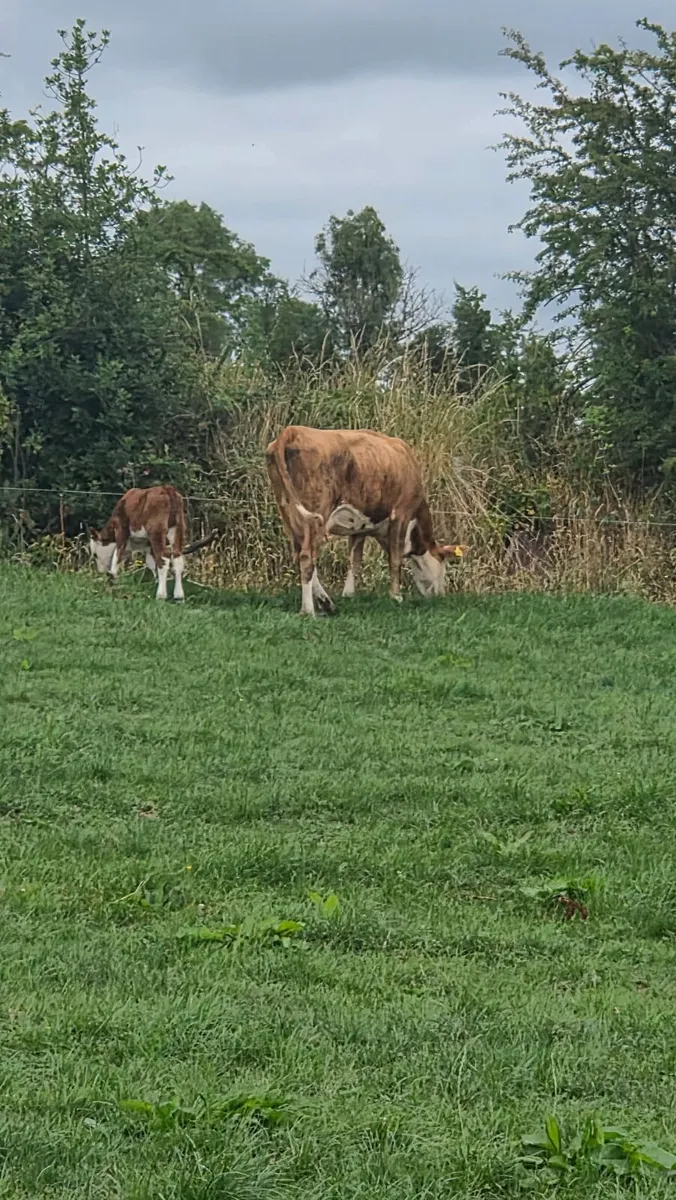 Suckler Heifers for Sale - Image 4