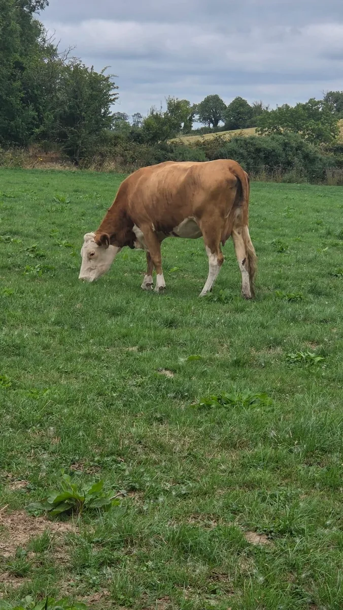 Suckler Heifers for Sale - Image 1