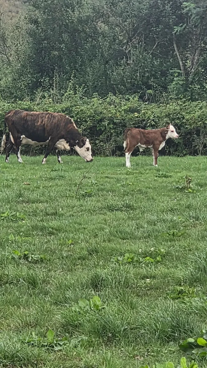 Suckler Heifers for Sale - Image 2