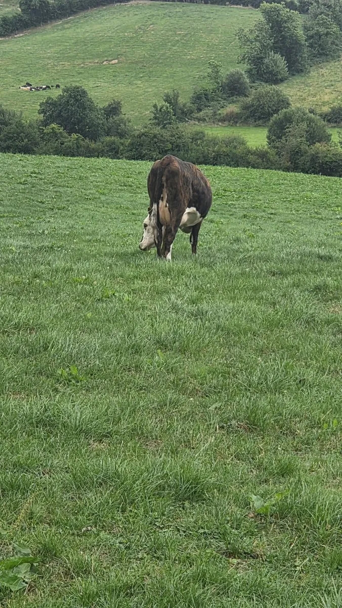 Suckler Heifers for Sale - Image 3