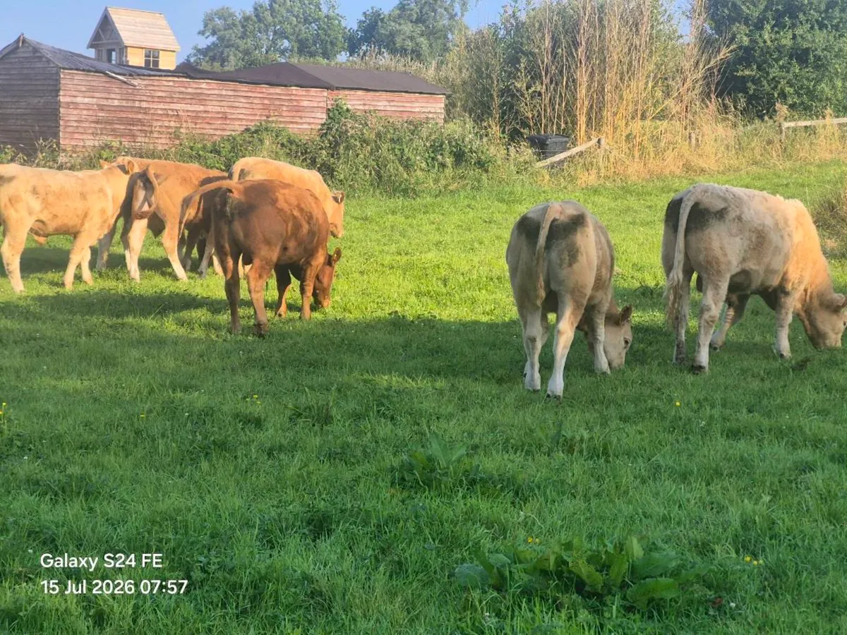 bullocks - Image 1