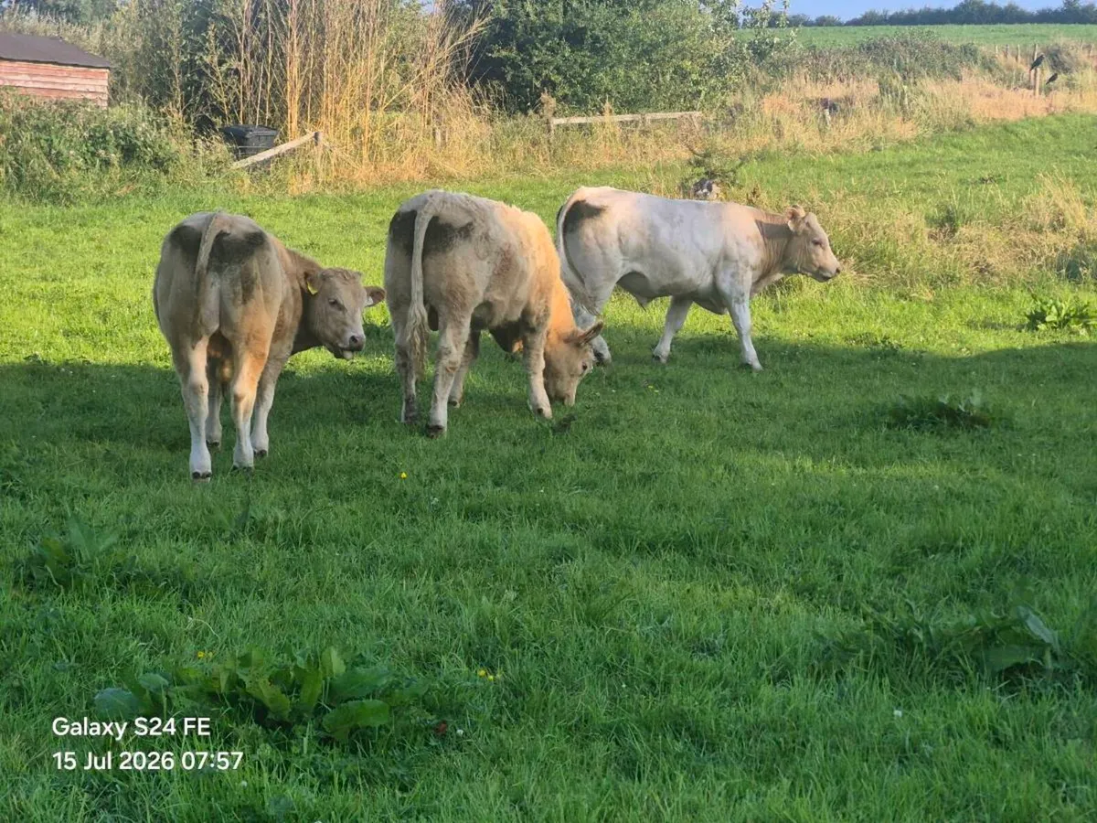 bullocks - Image 2