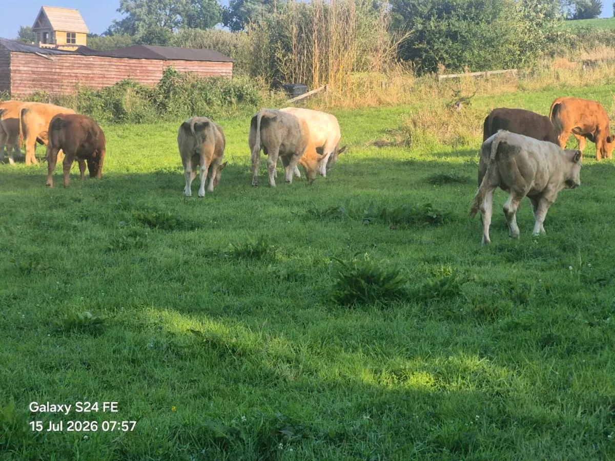bullocks - Image 3