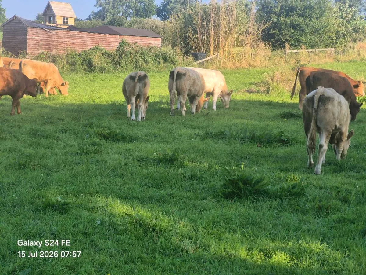 bullocks - Image 4
