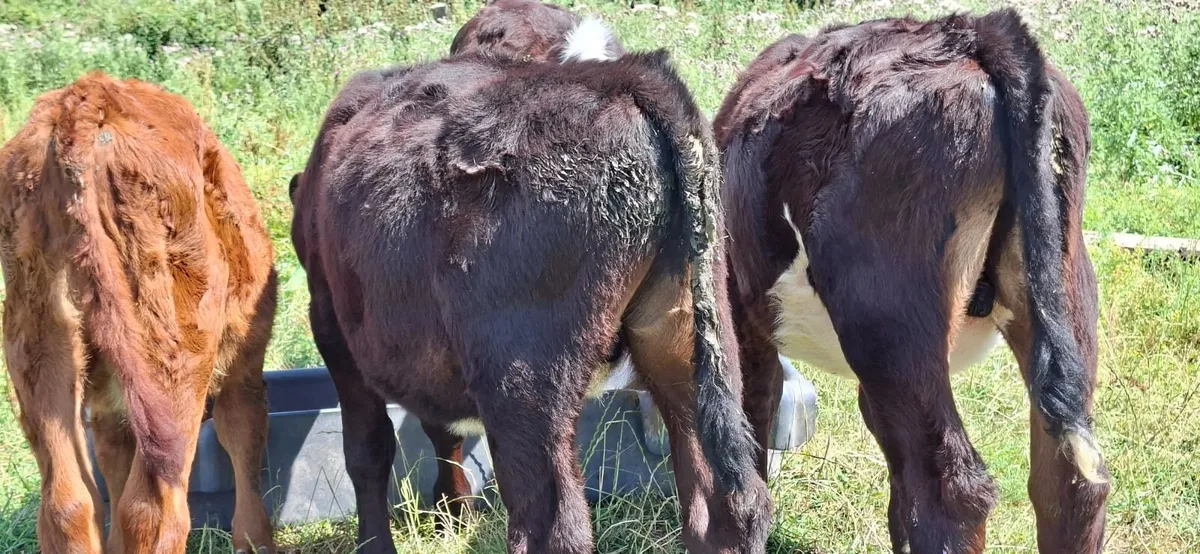 Four Hereford Reared Calves - Image 1