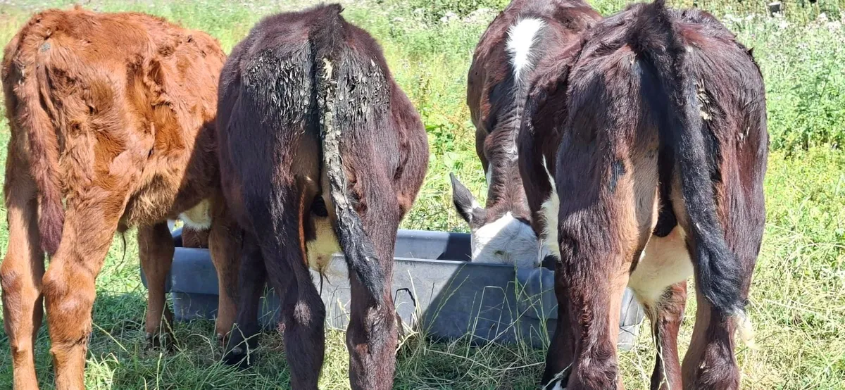 Four Hereford Reared Calves - Image 3