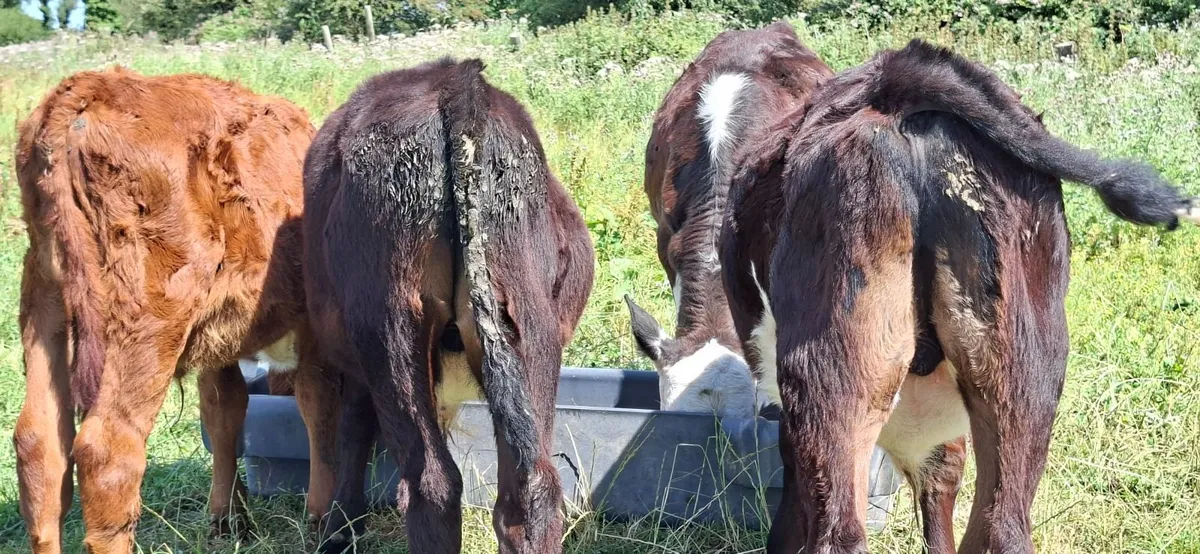 Four Hereford Reared Calves - Image 4