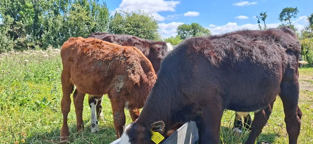 Four Hereford Reared Calves - Image 2