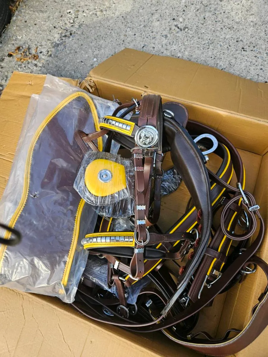 Driving harness - Image 1