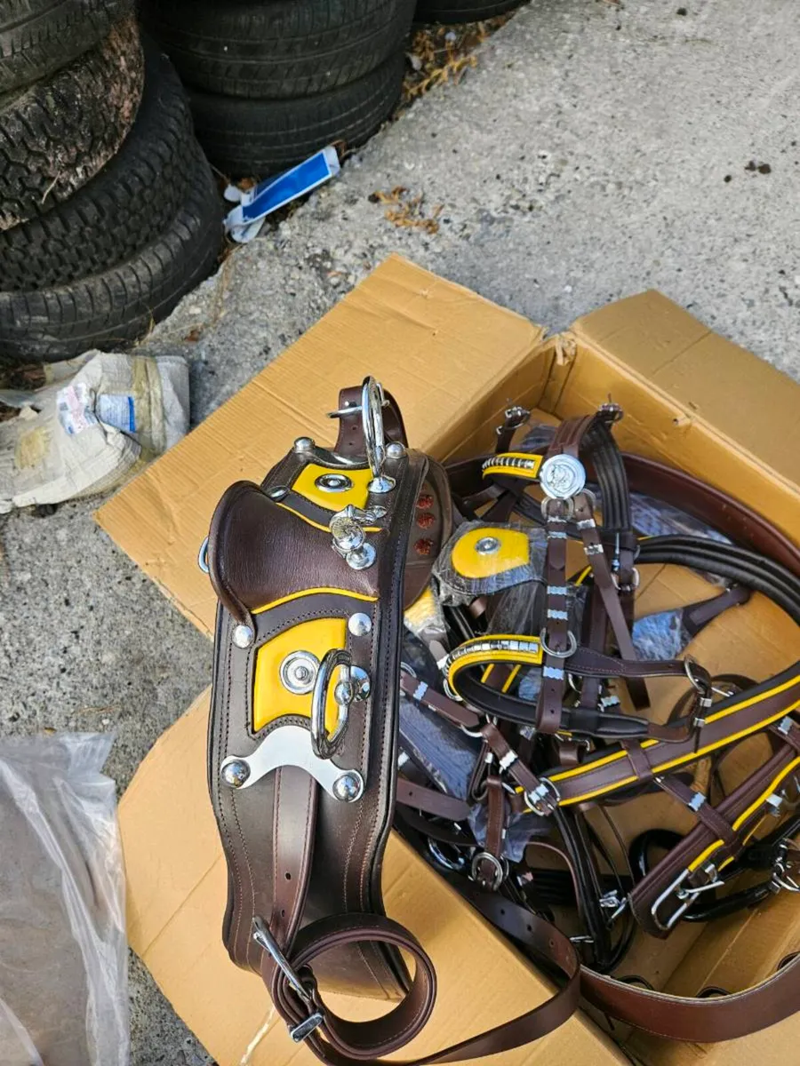 Driving harness - Image 2