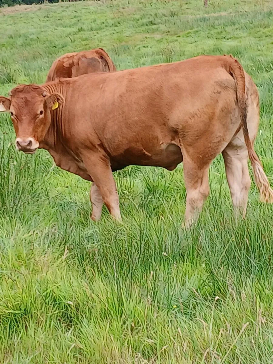 In Calf Heifers - Image 1