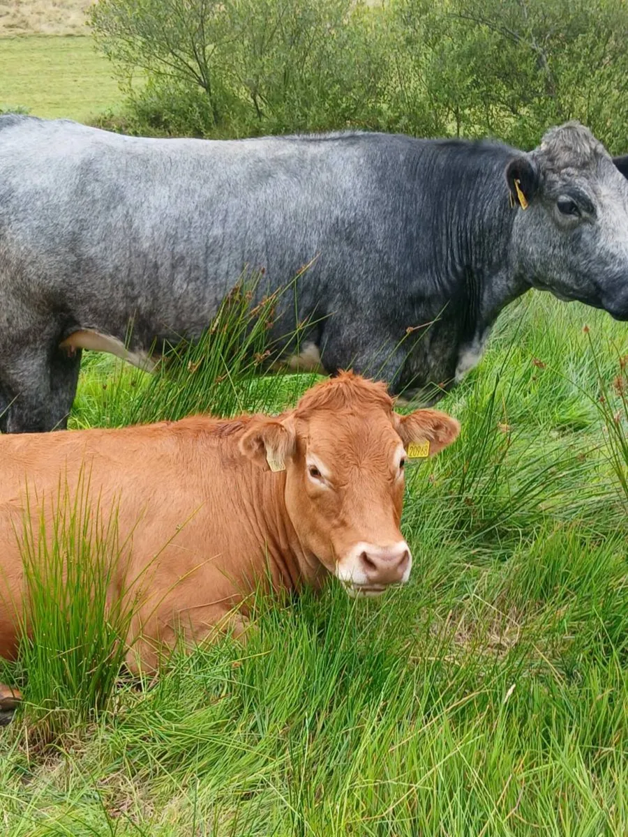 In Calf Heifers - Image 2