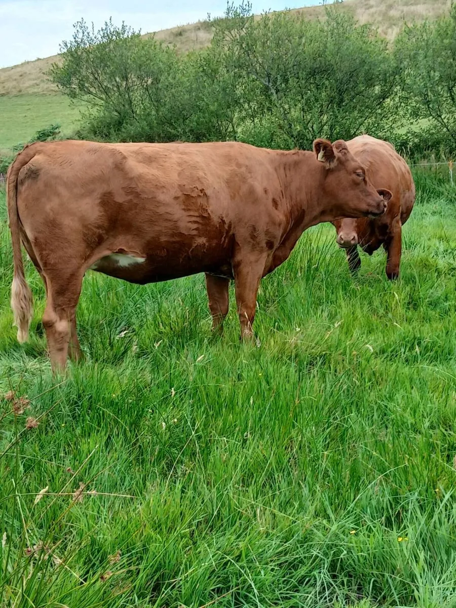 In Calf Heifers - Image 3