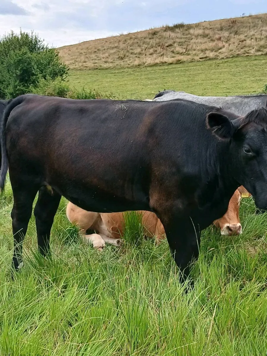 In Calf Heifers - Image 4