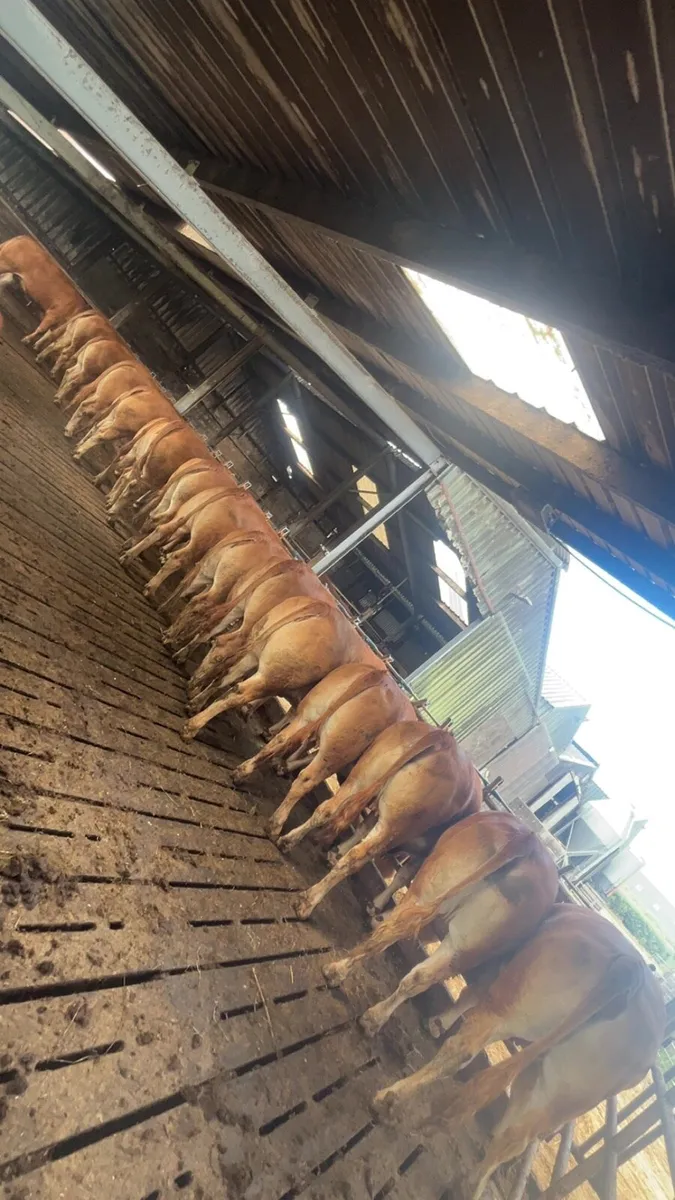 Large Selection of Super PBR In Calf LM Heifers - Image 1