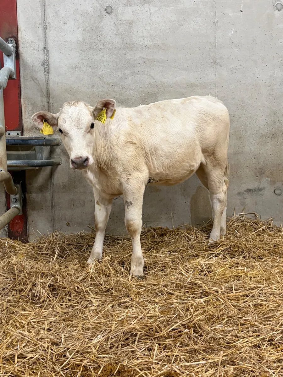 2 Charolais & Simmental Heifers - Image 3
