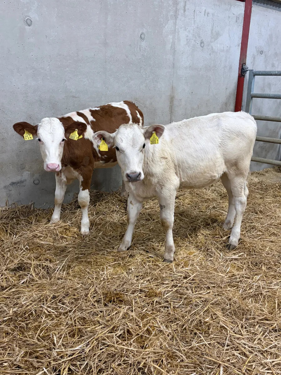 2 Charolais & Simmental Heifers - Image 1