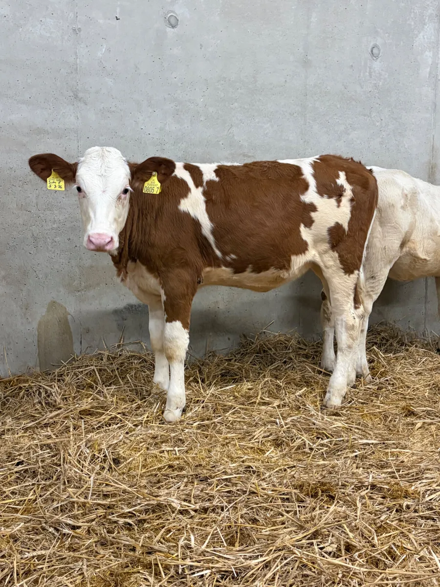 2 Charolais & Simmental Heifers - Image 2