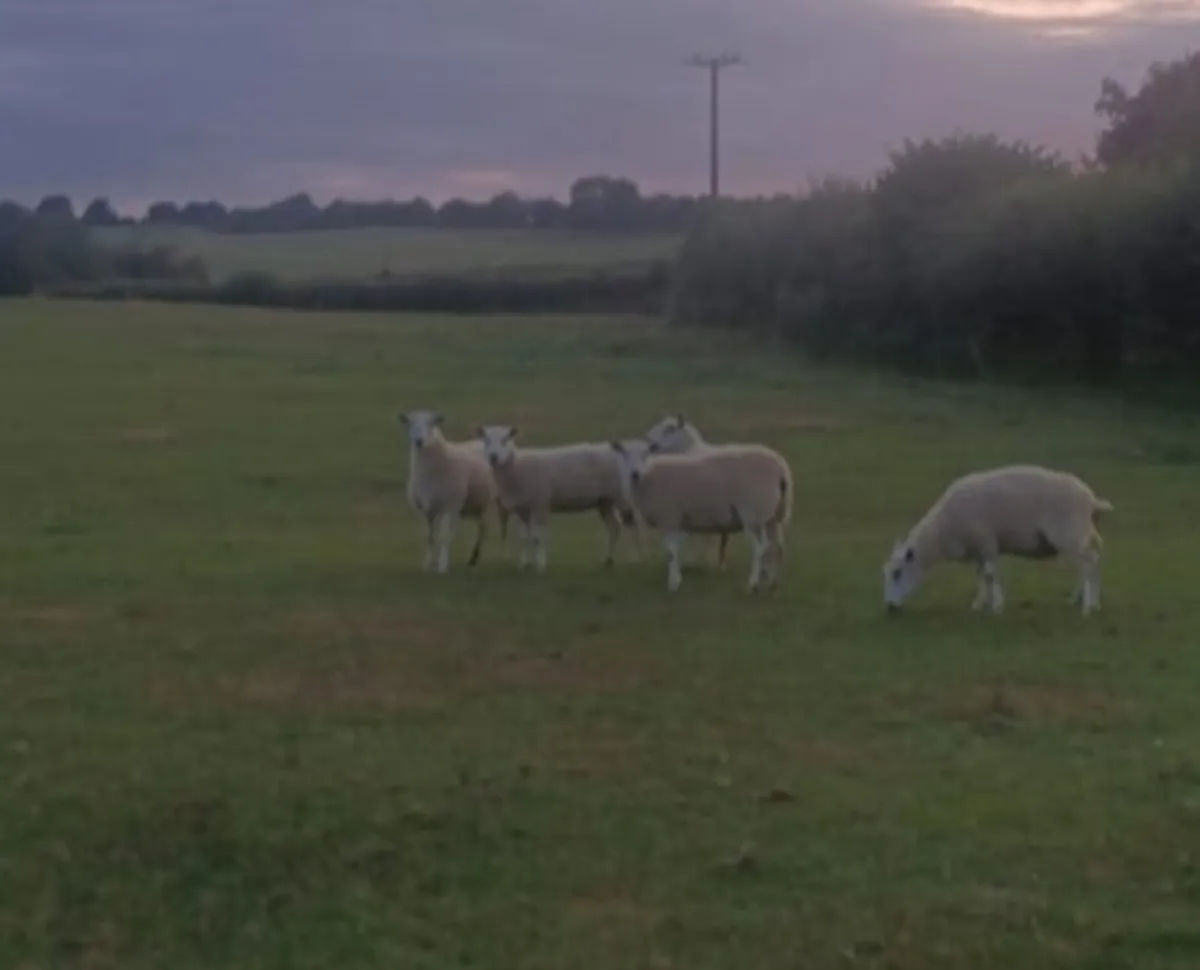 5 texel mule hoggets - Image 1