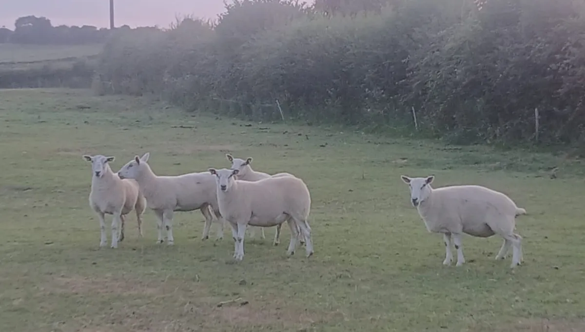 5 texel mule hoggets - Image 2