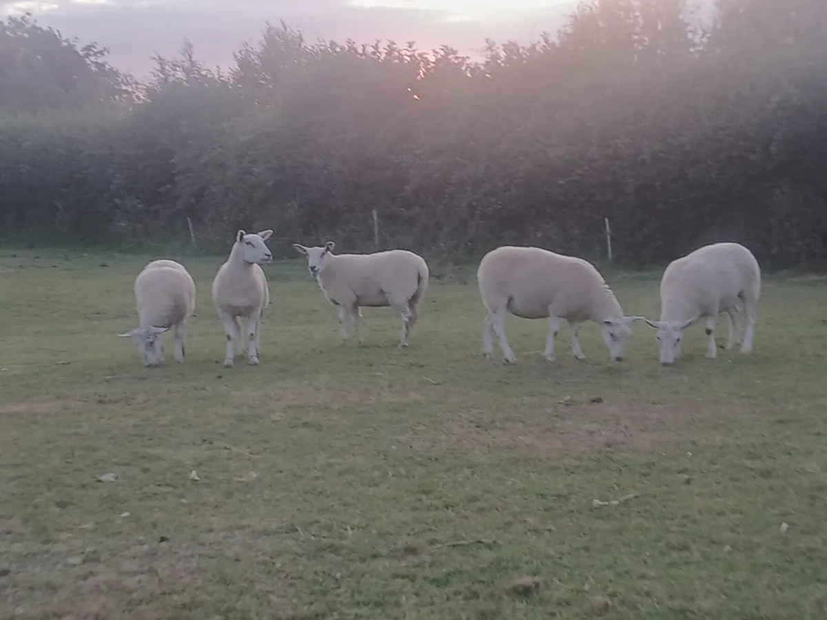 5 texel mule hoggets - Image 3