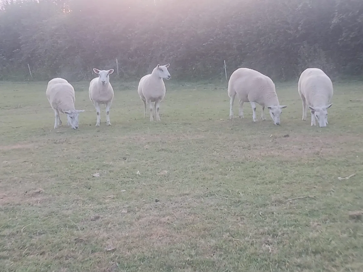 5 texel mule hoggets - Image 4
