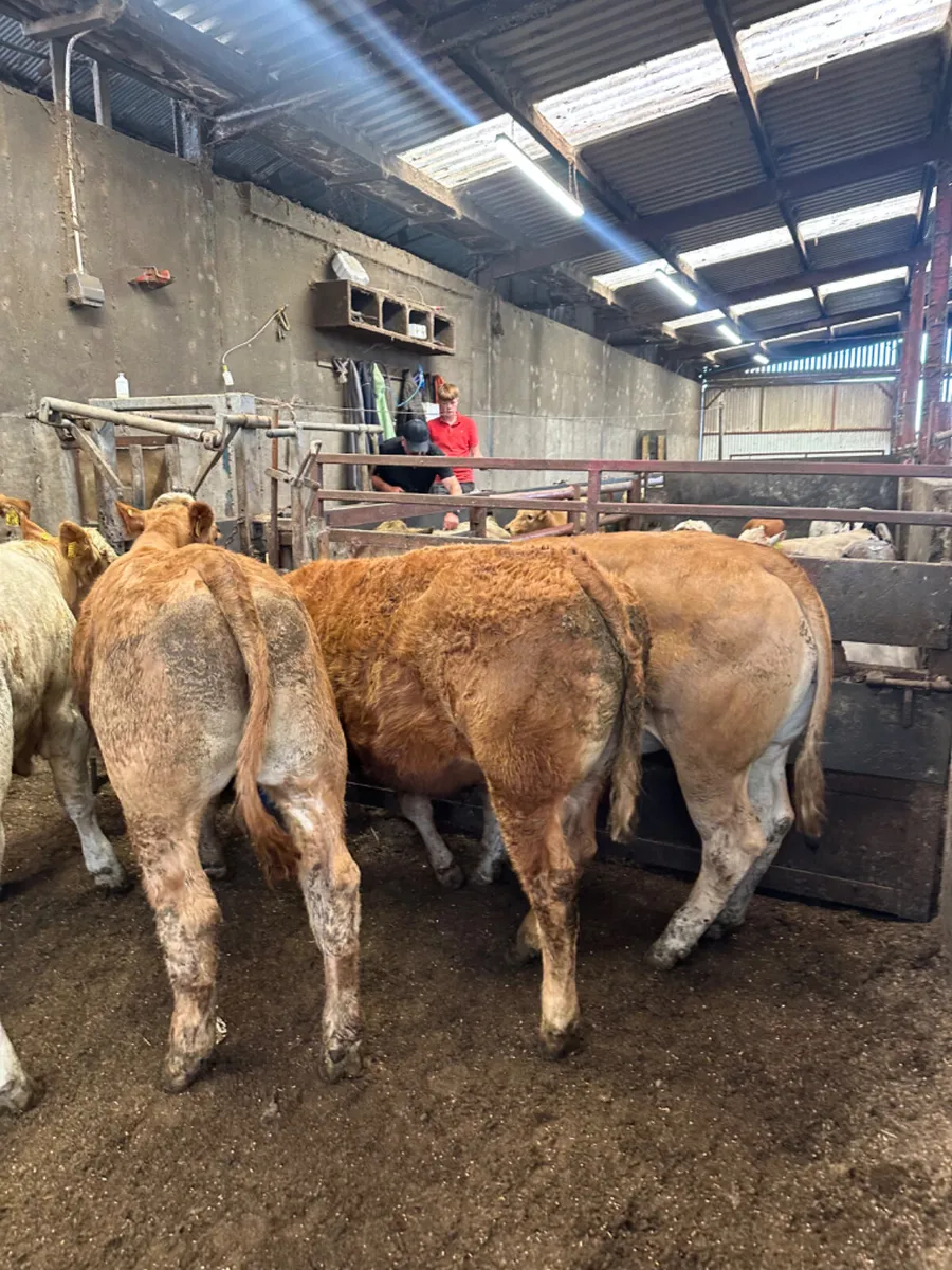 Lim and Charolais bullocks - Image 2